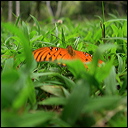 walk-in-waimea-066